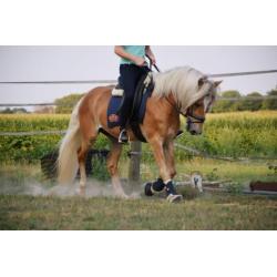 Haflinger hengst 3 jaar