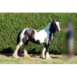 Lola - Prachtige Tinker merrie Irish Cob 9 jaar