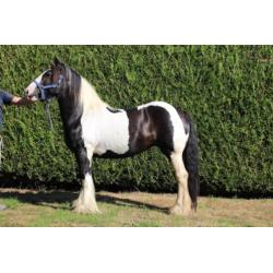 Lola - Prachtige Tinker merrie Irish Cob 9 jaar