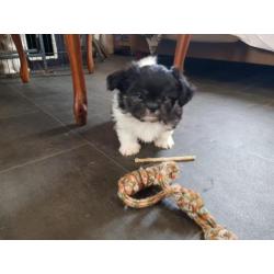 Kruising shih tzu 2 reutjes 1 teefje mogen verhuizen