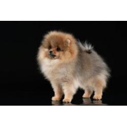 Zeer mooi Teefje Pomeranian/Pomeriaan/Dwergkeesje/FCI