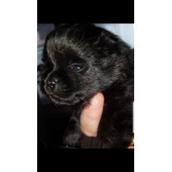 Mini Pomeriaan pups teefje en reu ouders 1800 gram