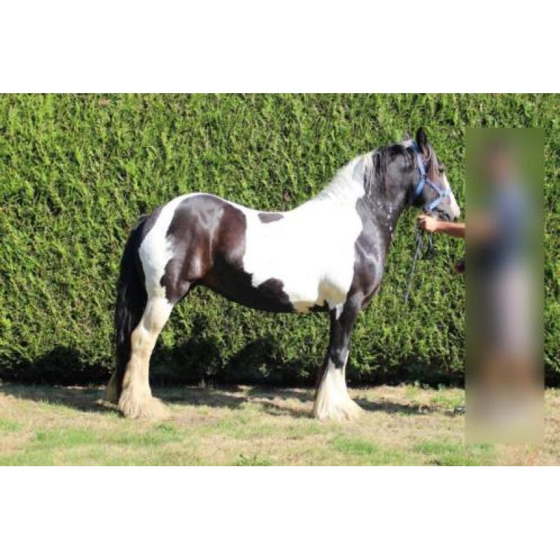 Lola - Prachtige Tinker merrie Irish Cob 9 jaar