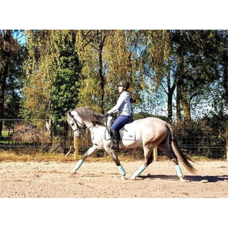 Knappe 6 jarige Andalusier