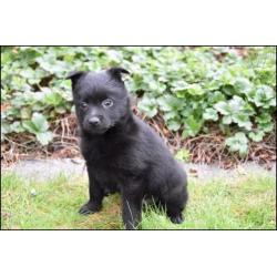 Schipperke pups