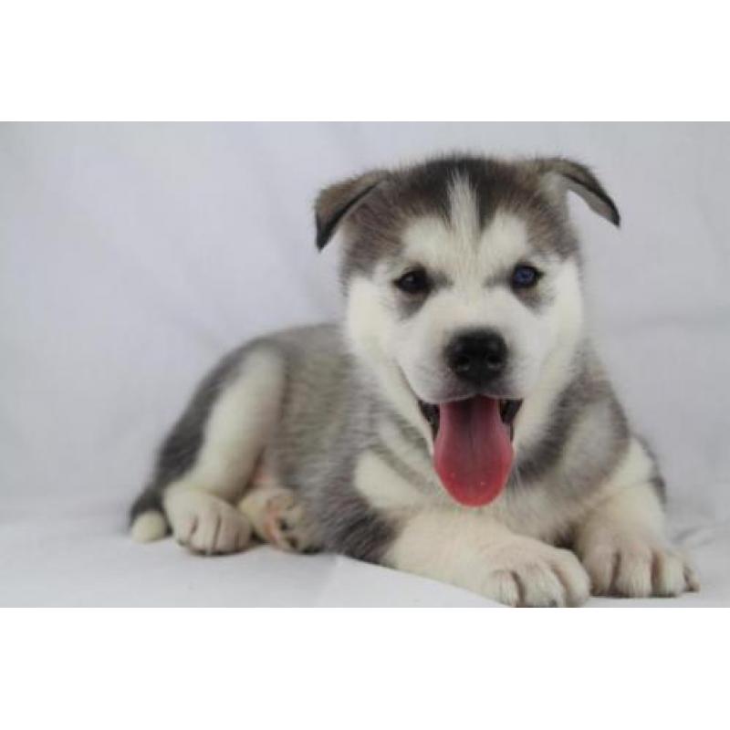 Siberische husky - 100% Belgische hondjes