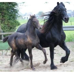 Stoer, rastypisch en correct Fries Hengstveulen (v. Tsjalke)