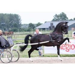 Schimmel tuigpaard merrie veulen en vos jaarling