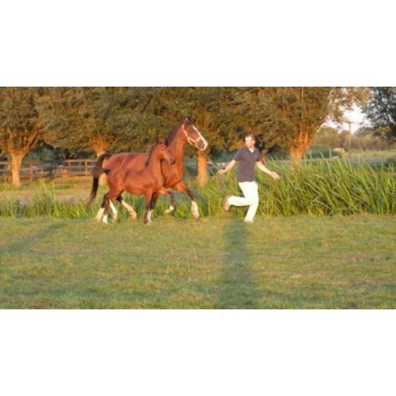 Bruin tuigpaard merrie veulen en div. shetlander veulens