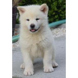 Akita Inu pups te koop - wit