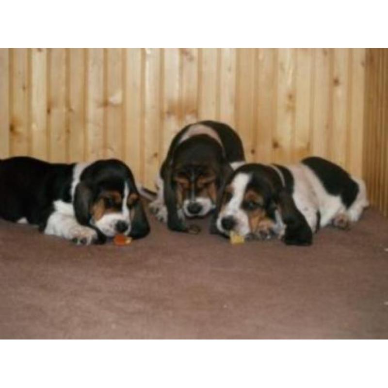 engelse basset hound pups